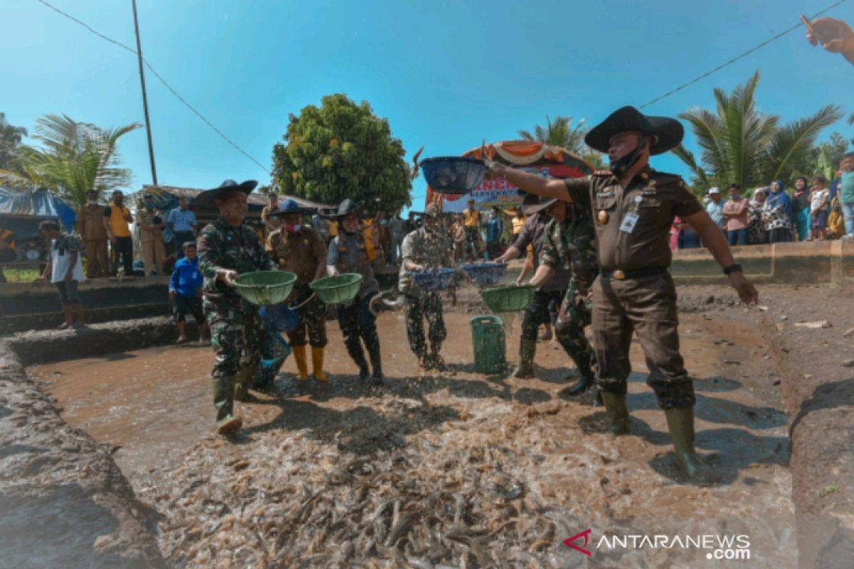 Forkopimda Padangsidimpuan kompak panen ikan mendukung ketahanan pangan