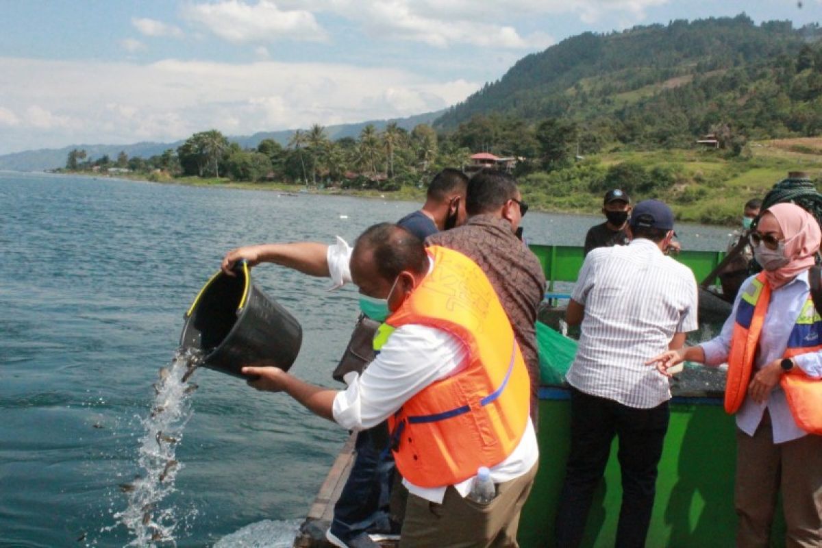 Aquafarm tebar 100.000 ekor benih ikan nila di Danau Toba