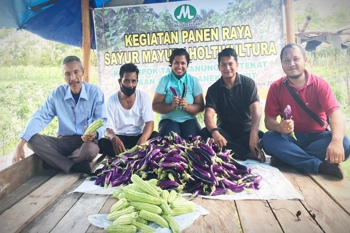 PT MAS bantu warga bertani hingga pasarkan hasil panen