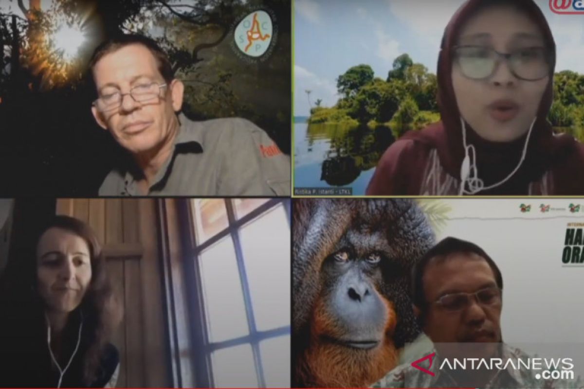 Hari Orangutan Sedunia, konservasionis serukan pencegahan karhutla