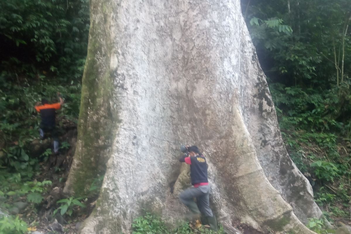 Pohon medang berusia ratusan tahun di Agam kandidat pohon terbesar di dunia