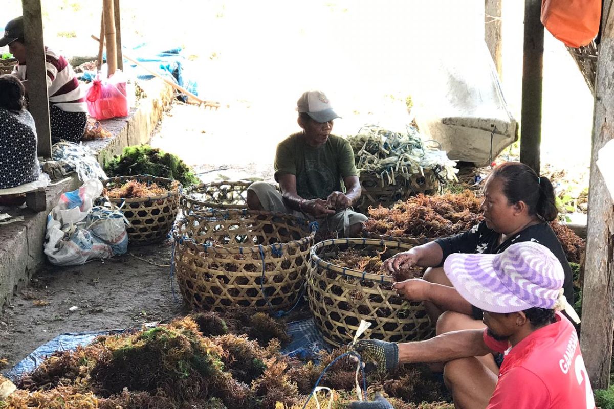 Ratusan warga Nusa Lembongan-Bali jadi pembudidaya rumput laut karena COVID-19