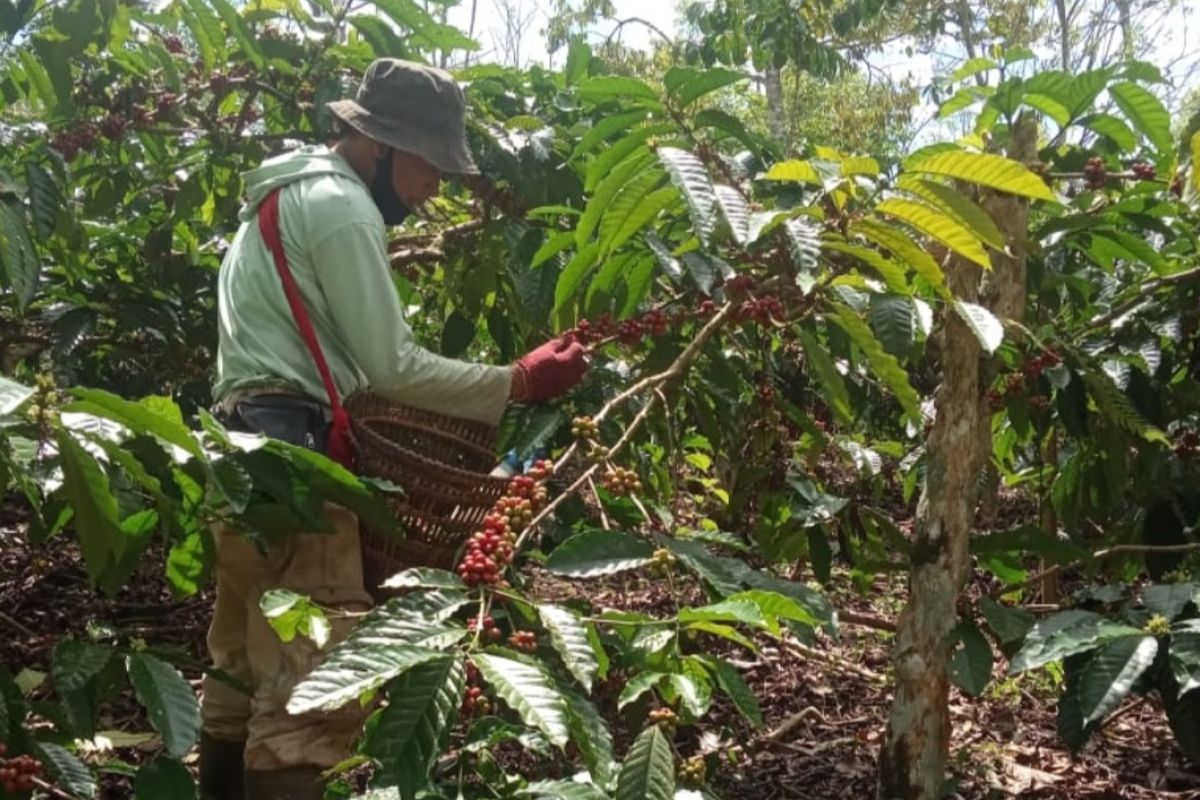 Petani kopi di Lampung Barat tetap lakukan panen ditengah pandemi COVID-19