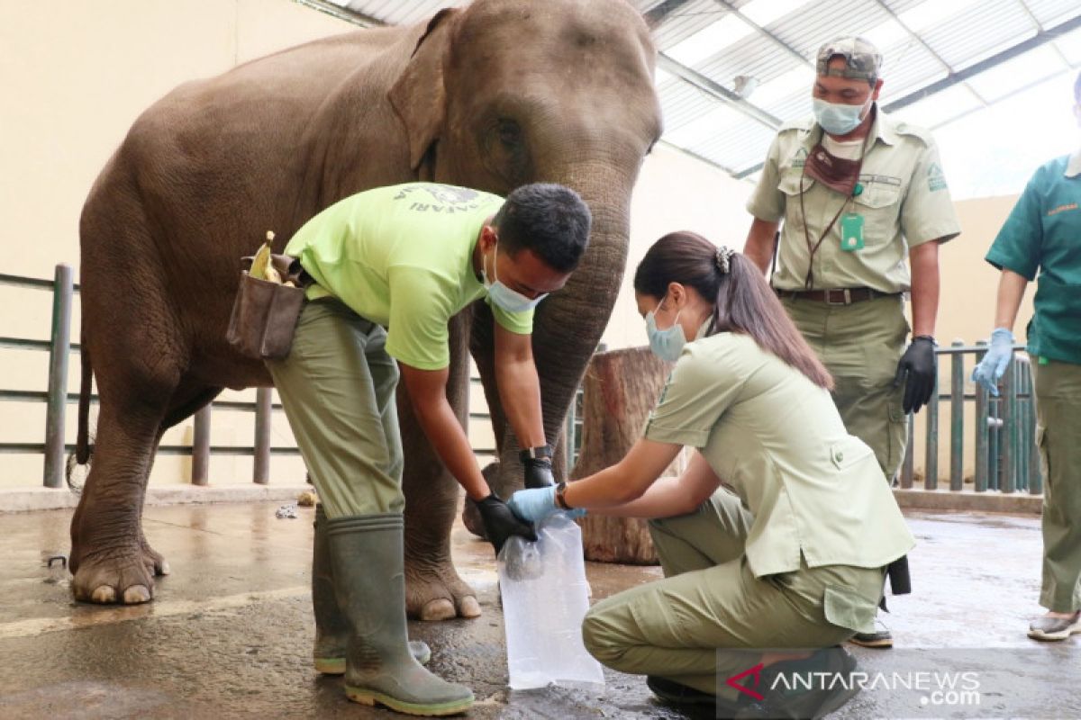 Khawatir terinfeksi virus, gajah di TSI Bogor ikut jalani pemeriksaan kesehatan