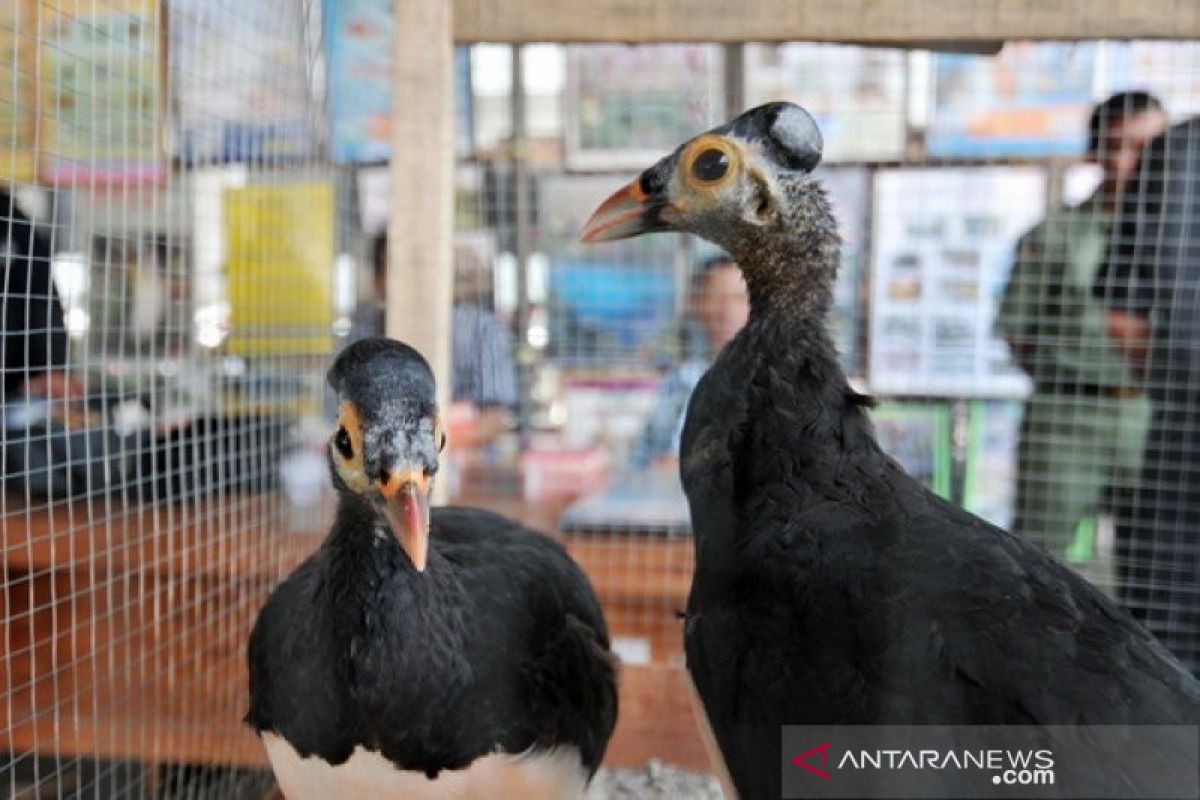 BKSDA Sulteng tingkatkan populasi satwa maleo Sulawesi