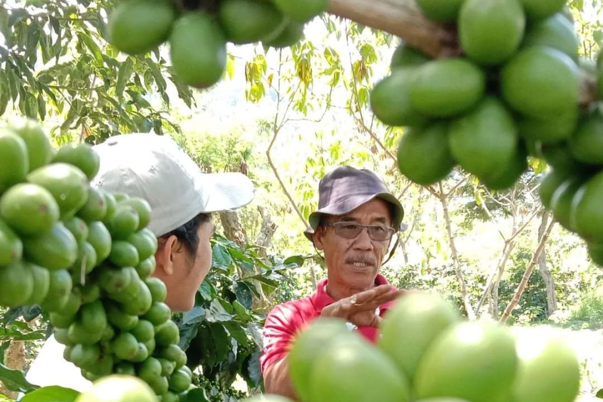 Petani ini temukan konsep produksi kopi bisa capai dua ton perhektare