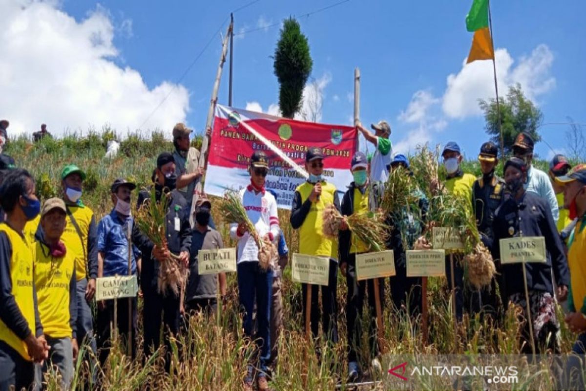 Kementan menargetkan swasembada bawang putih pada 2024