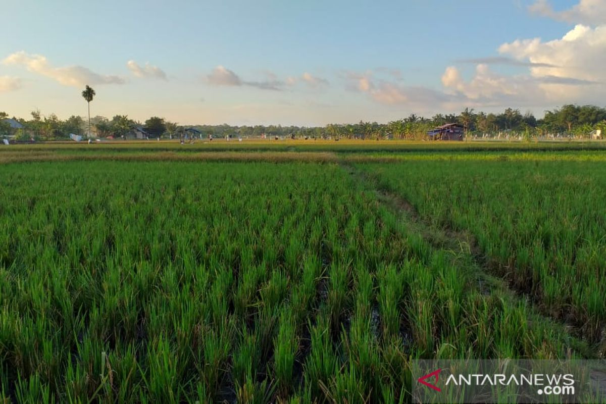 Produksi padi di Belitung capai 1.336 ton