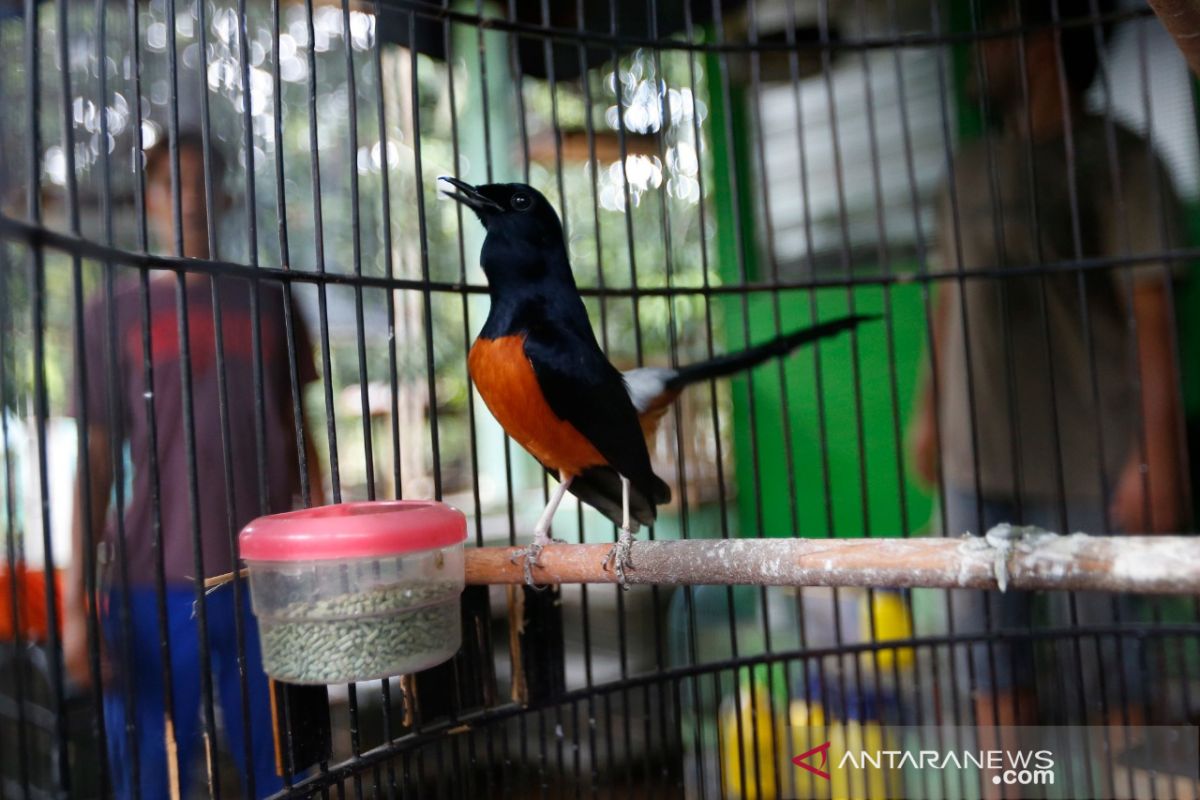 Budidaya Burung Murai Batu