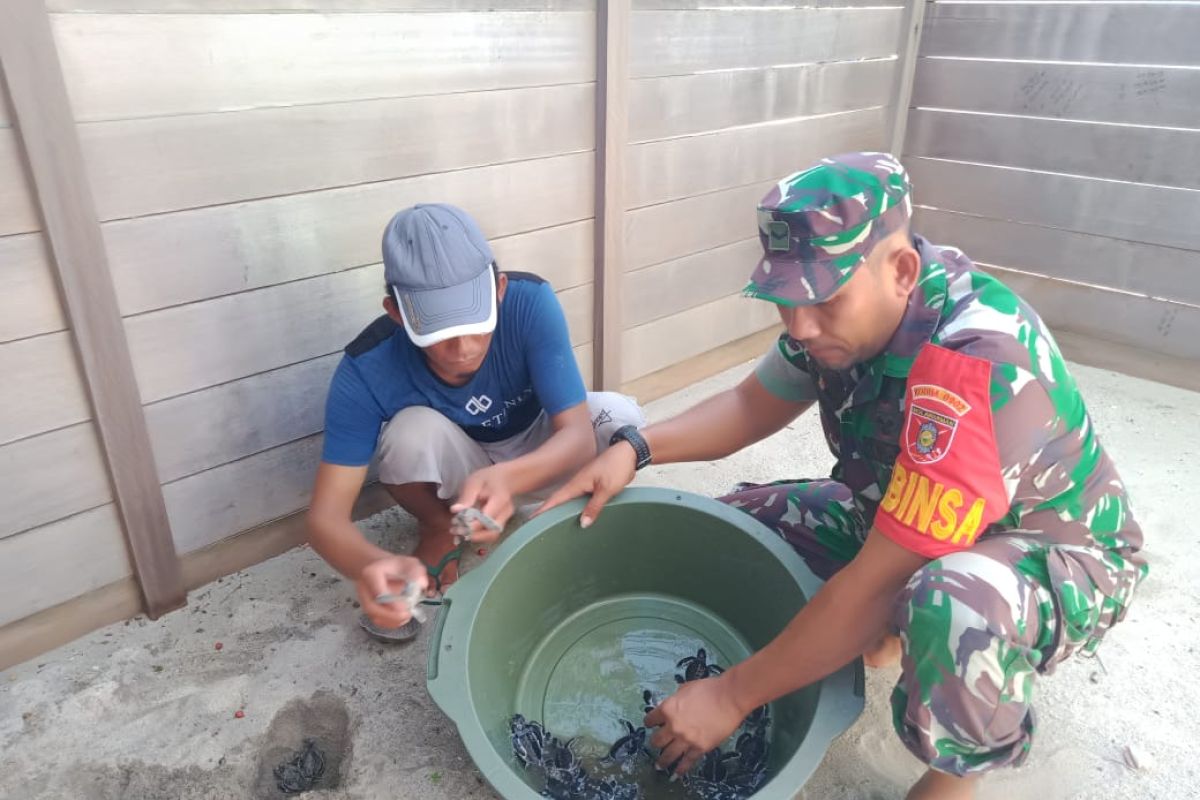 Babinsa Pulau Derawan Bantu JagaTelur Penyu Hingga Jadi Tukik