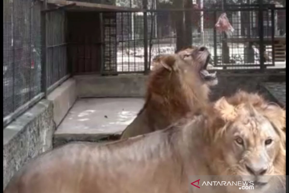 Delapan singa Asia di kebun binatang India terbukti positif COVID-19
