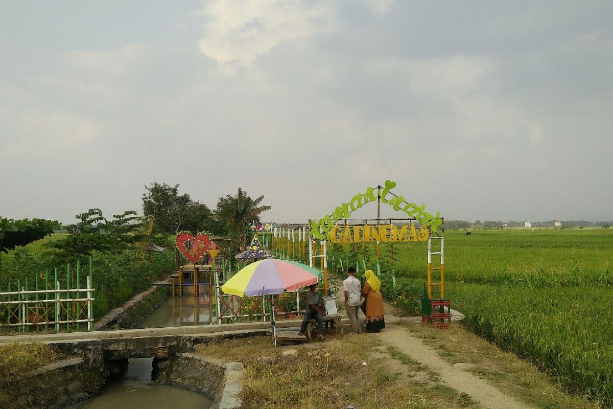 Kelompok tani di Pringsewu buat taman untuk istirahat dan spot swafoto