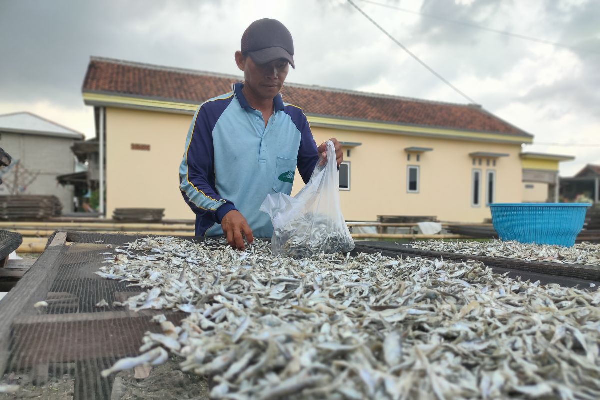Penjualan ikan teri asin di Pulau Pasaran kembali normal