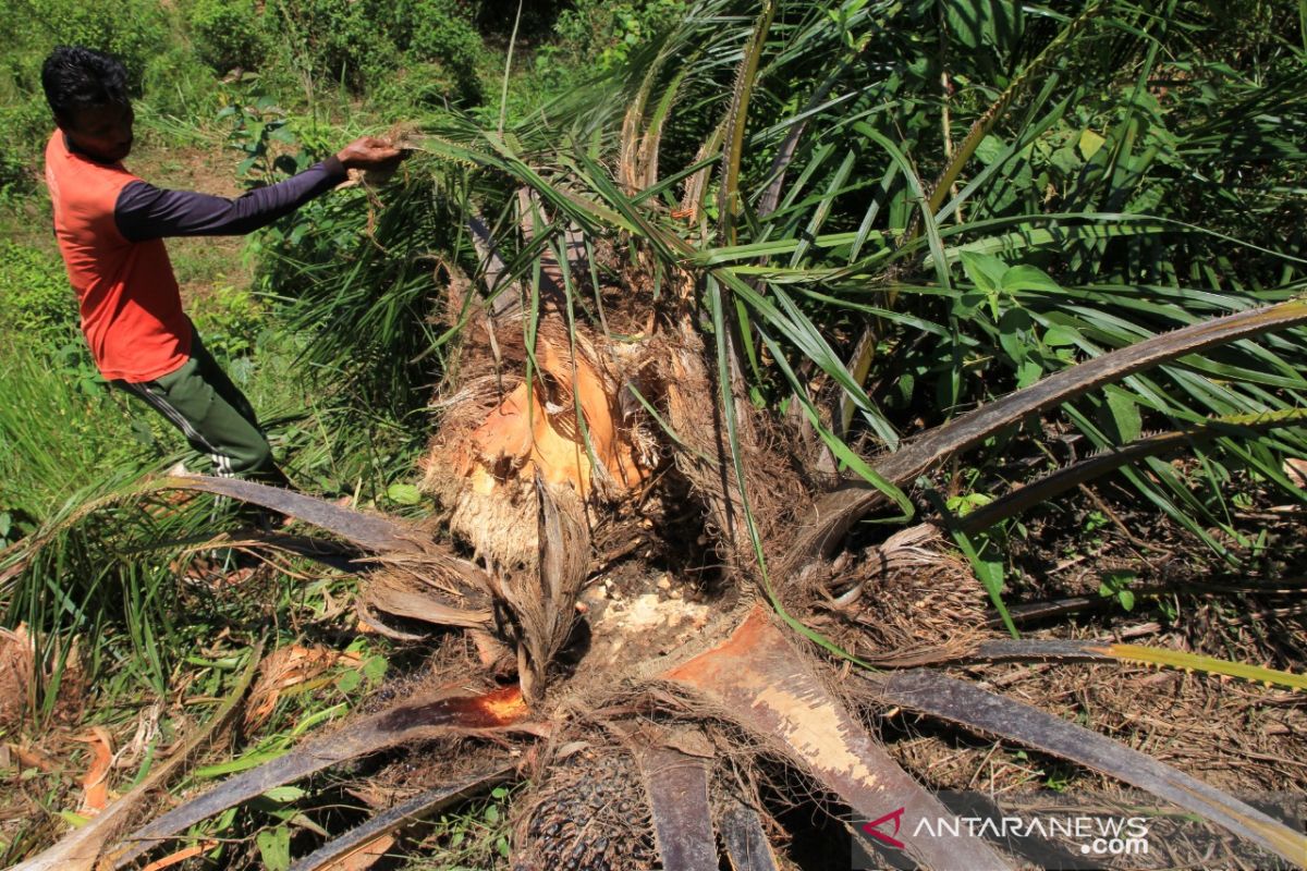 Gajah liar rusak perkebunan warga