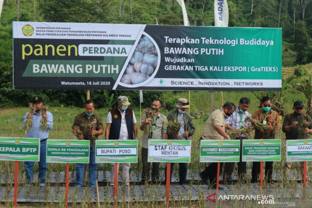 Minat petani Sulteng  kembangkan bawang putih masih minim