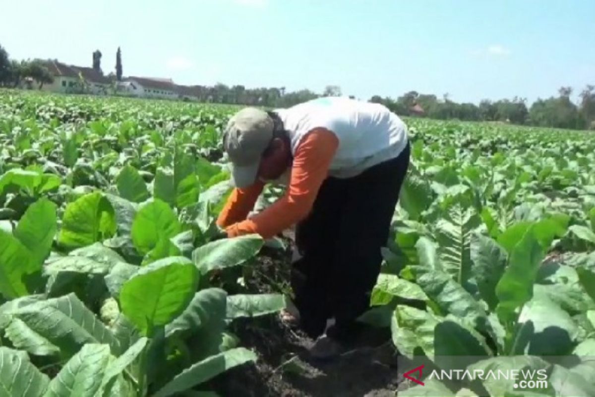 Tanaman tembakau di Madiun rusak akibat serangan hama ulat