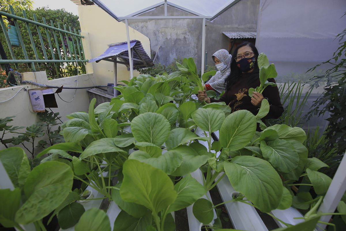 Urban farming plays role in lowering Surabaya's poverty rate