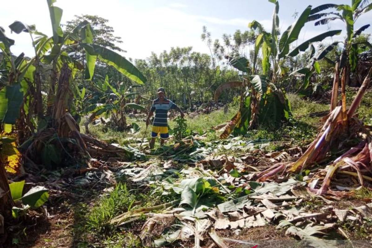Belasan gajah mengamuk dan rusak rumah warga di Nagan Raya