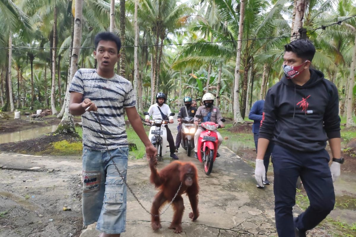 Polres Mempawah mengevakuasi bayi orangutan dari peliharaan warga