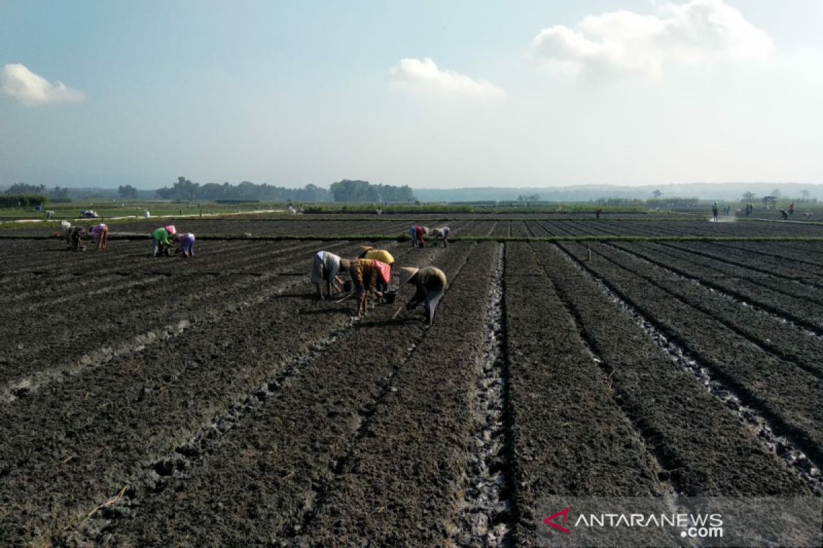 Petani Srikayangan Kulon Progo masuki masa tanam bawang merah