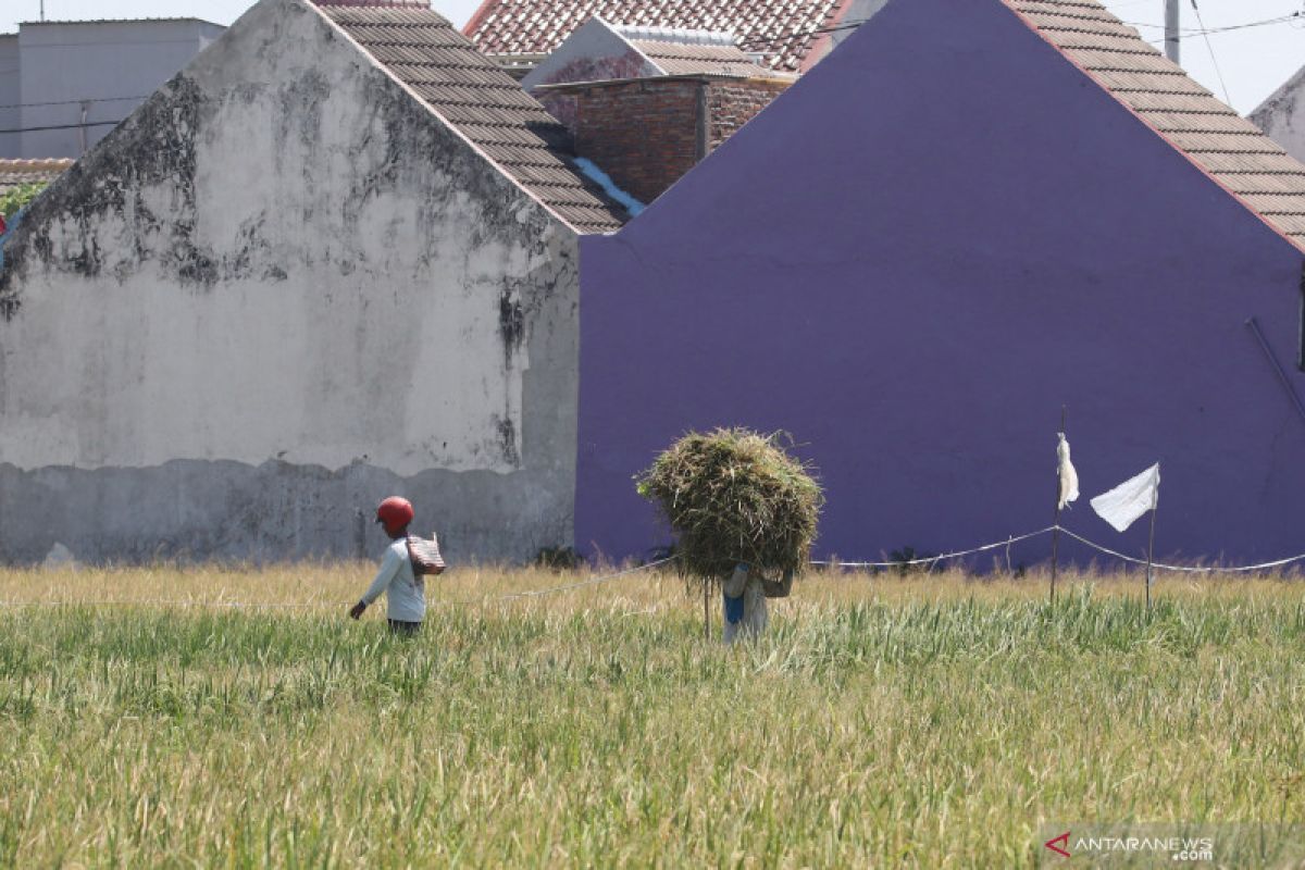 Luas Lahan Sawah Berkurang