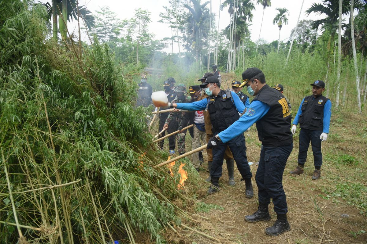 Lima hektar lahan ganja di Aceh Utara dimusnahkan