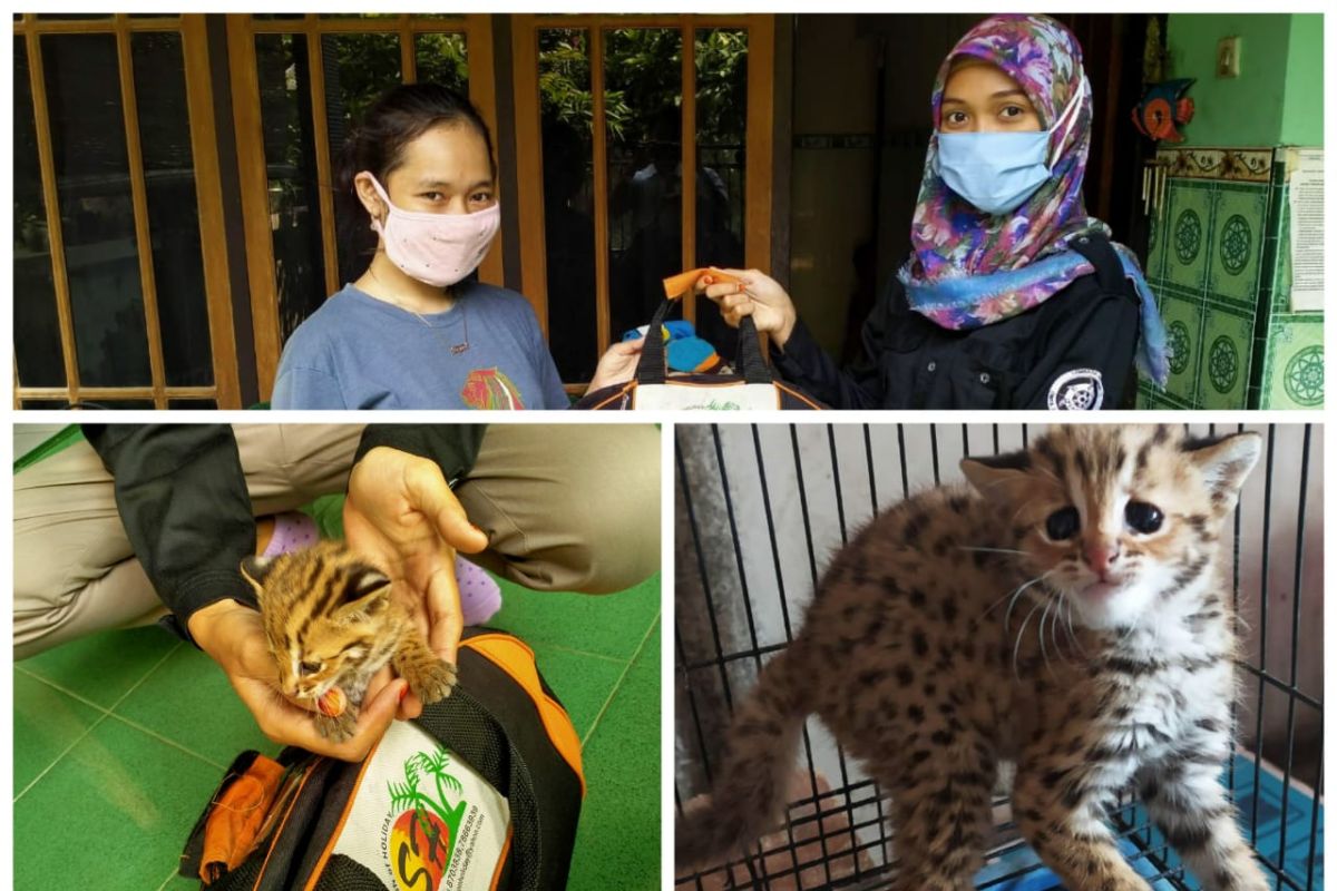 Warga Kediri temukan anak kucing hutan terlepas dari induknya