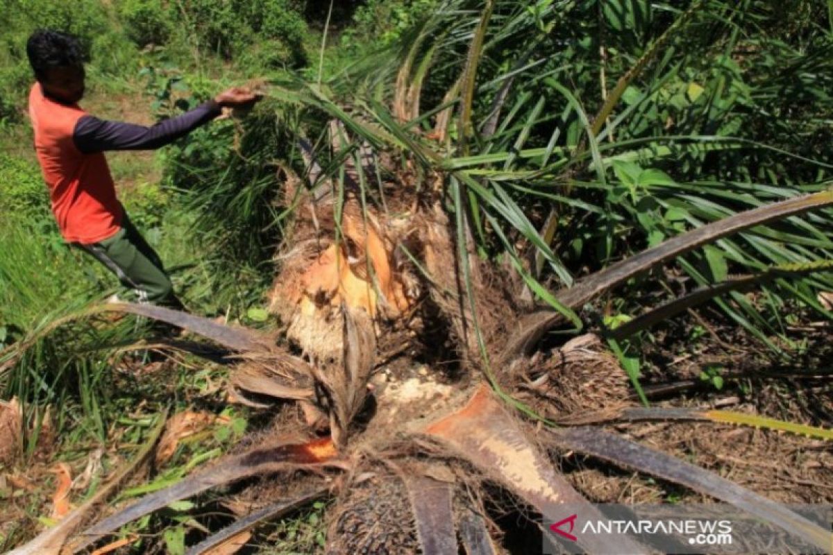 Dentuman mercon dipakai BKSDA tangani gangguan gajah yang masuk kebun warga