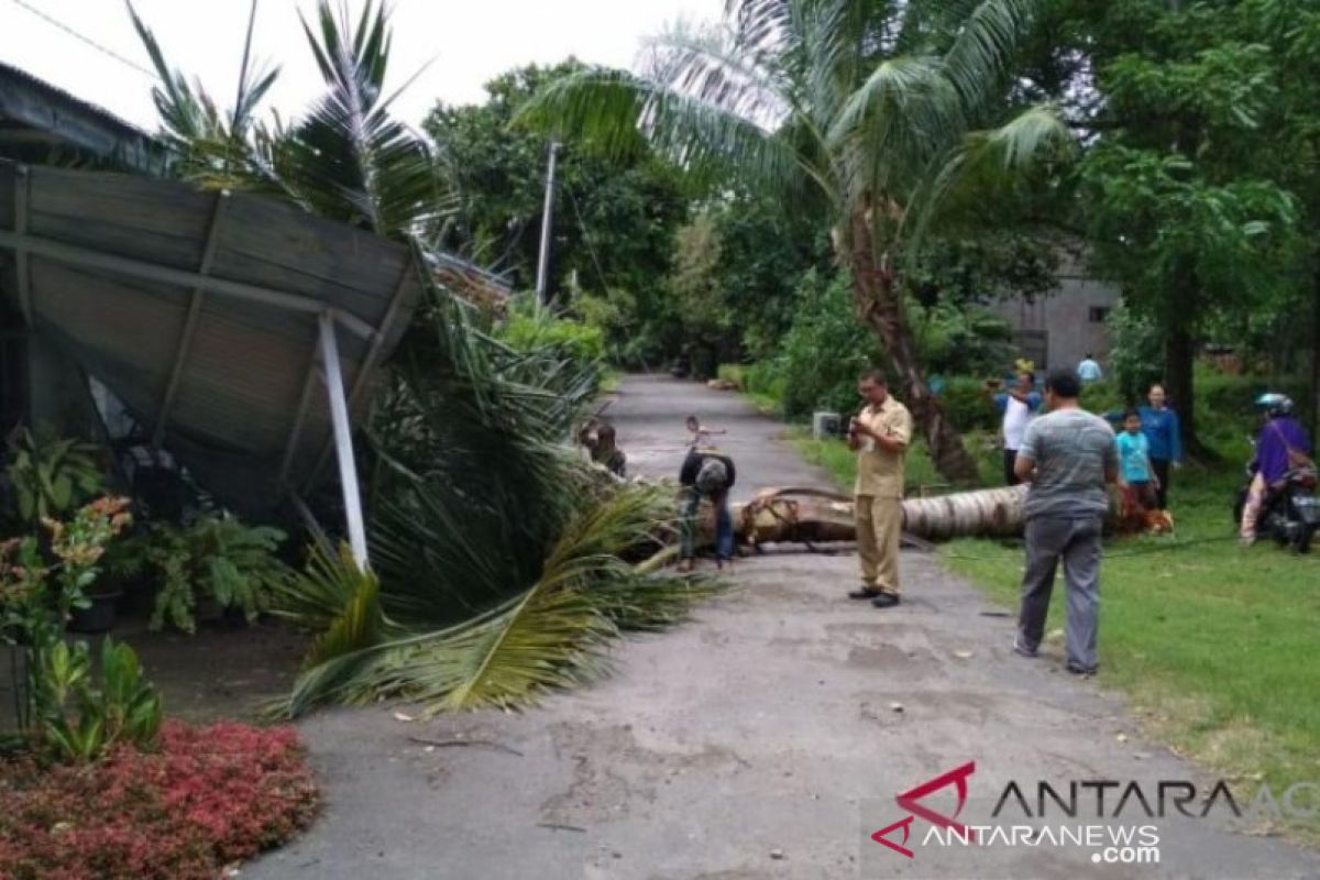 Operator alat berat di Aceh Barat meninggal dunia tertimpa pohon kelapa