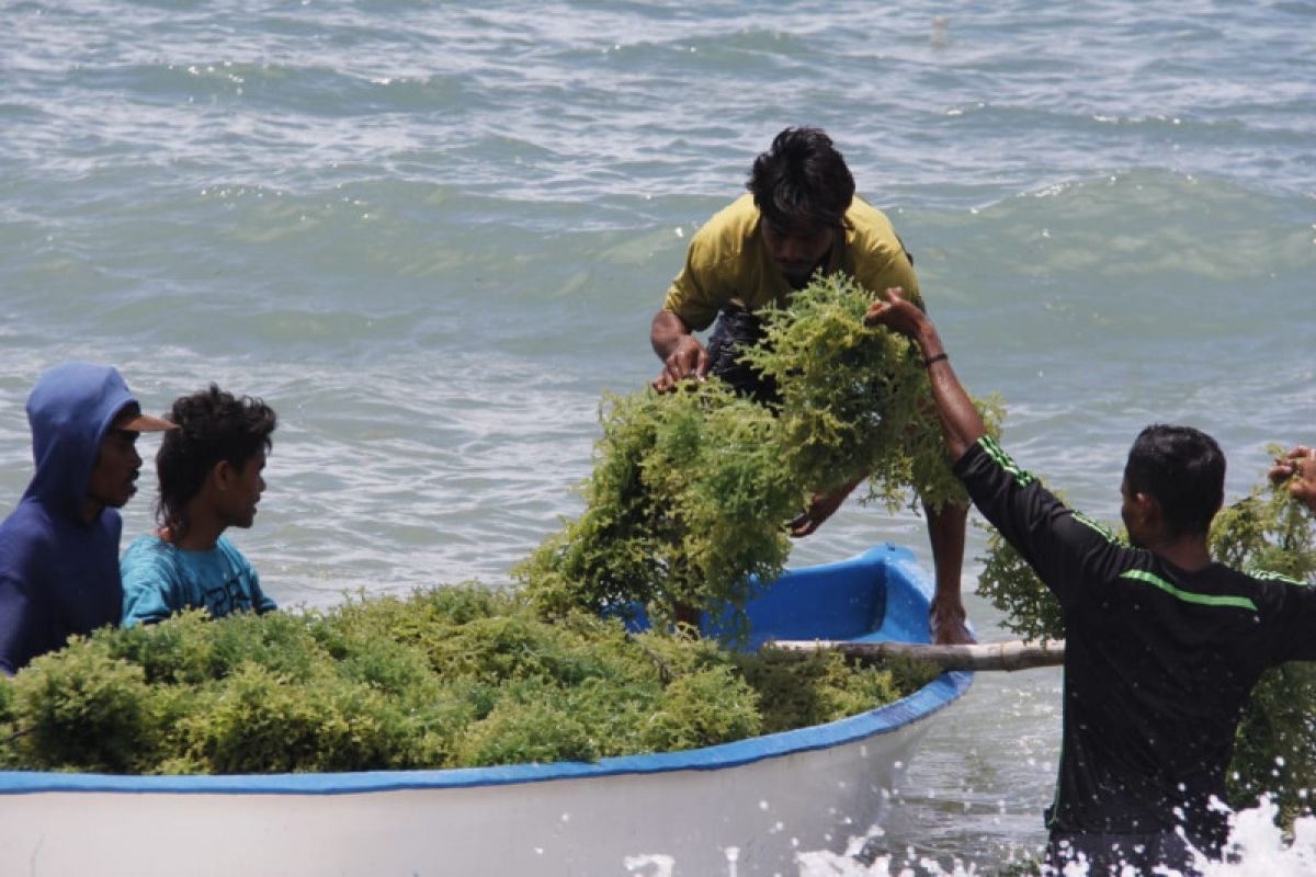 KKP mendorong komoditas rumput laut diolah jadi mi dan jus