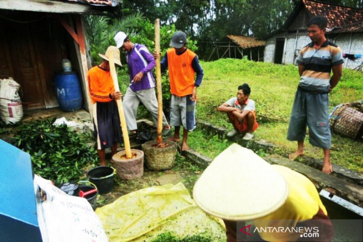 Peluang pasar pestisida nabati terbuka lebar di Indonesia