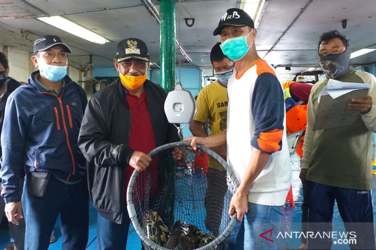 Dinas Perikanan Belitung lirik potensi budidaya lobster laut untuk ekspor