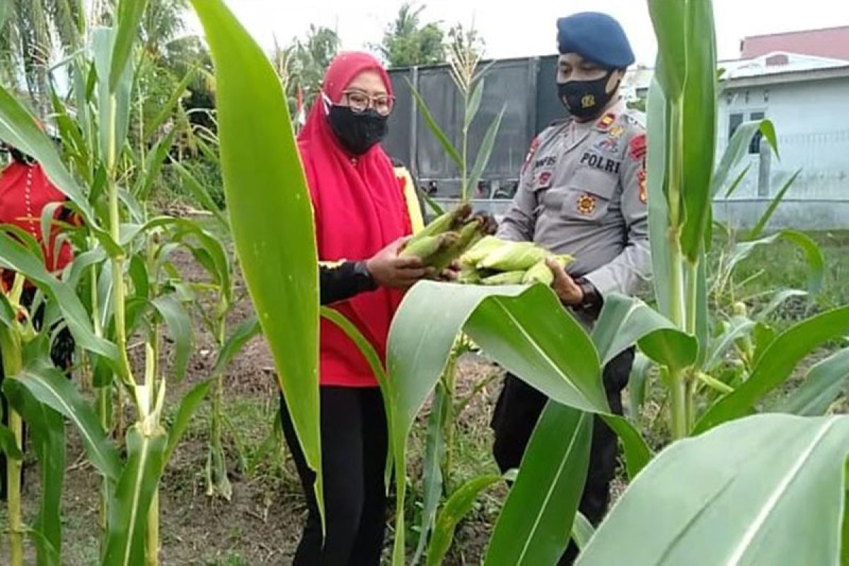 Program ketahanan pangan, Brimob Aceh bagikan jagung hasil panen ke warga