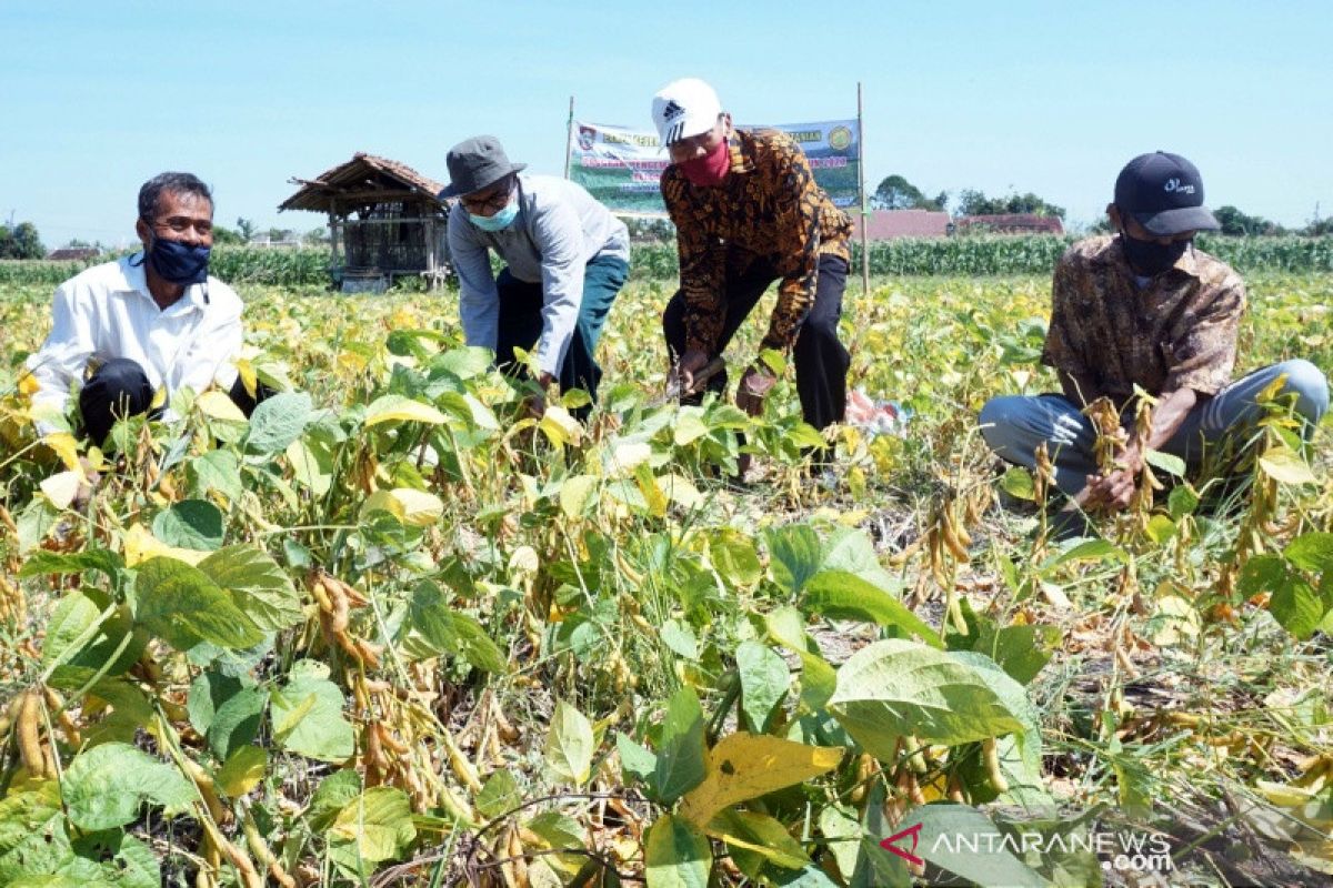 Kementan paparkan upaya perbaikan kualitas kedelai lokal