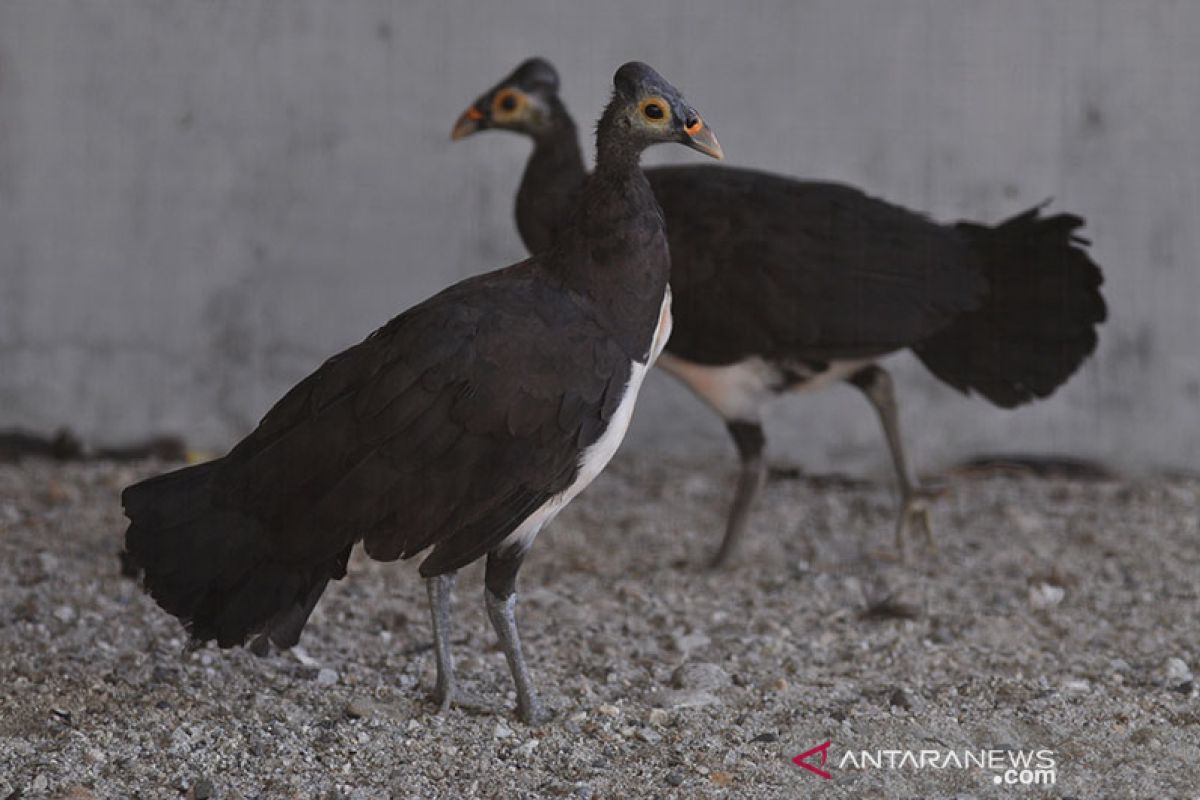 TNLL gelar operasi jerat satwa di kawasan konservasi