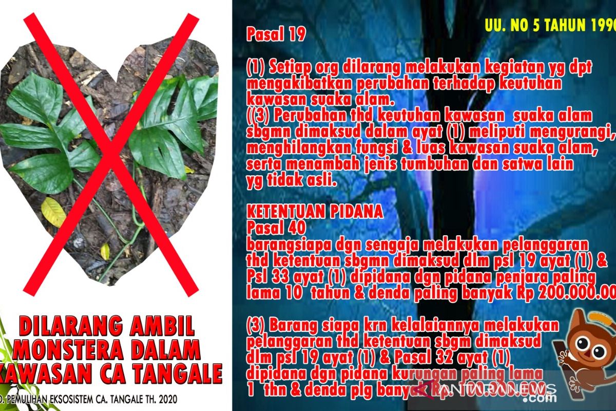 BKSDA Gorontalo pasang peringatan di Cagar alam Tangale terkait perambahan monstera