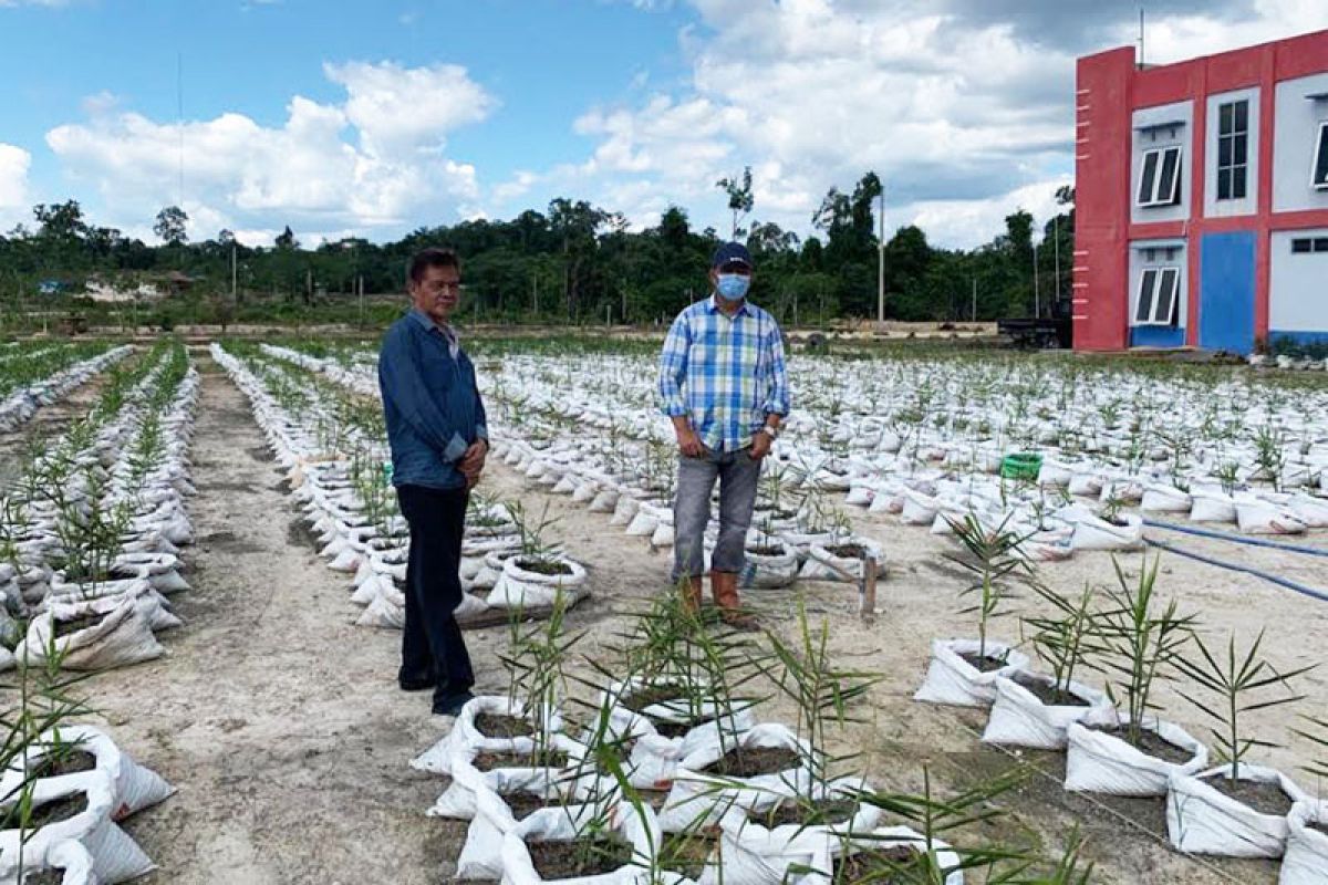 Barito Utara kembangkan jahe merah dengan sistem 'bigbag'