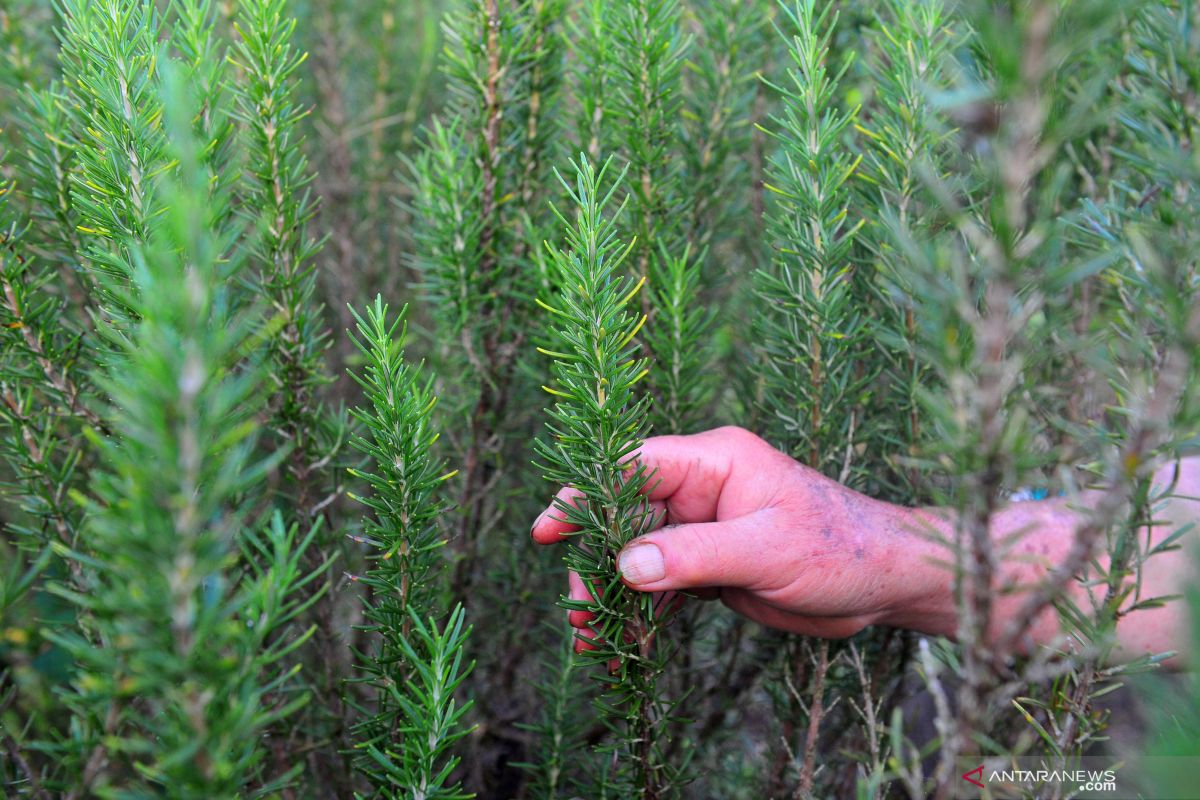 Benarkah rosemary efektif untuk regenerasi kulit dan samarkan bekas luka?