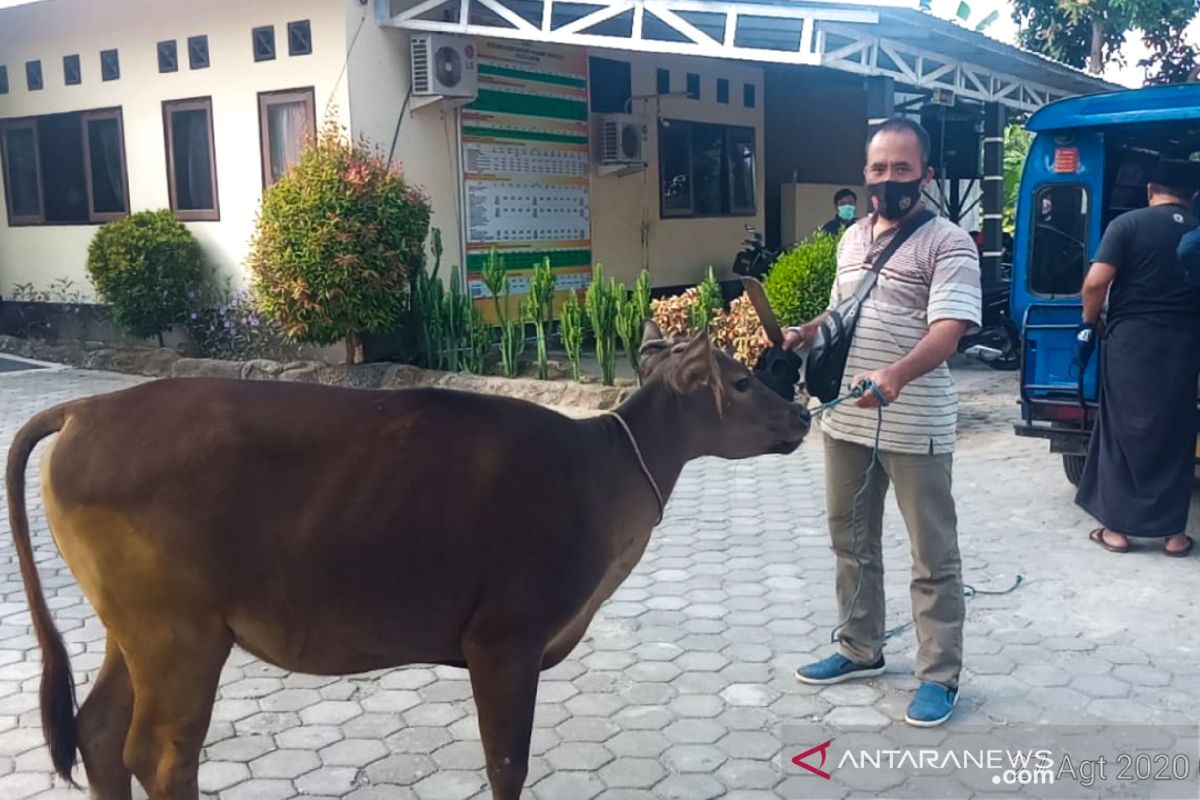 Awas, pencuri mengincar hewan ternak jelang kurban