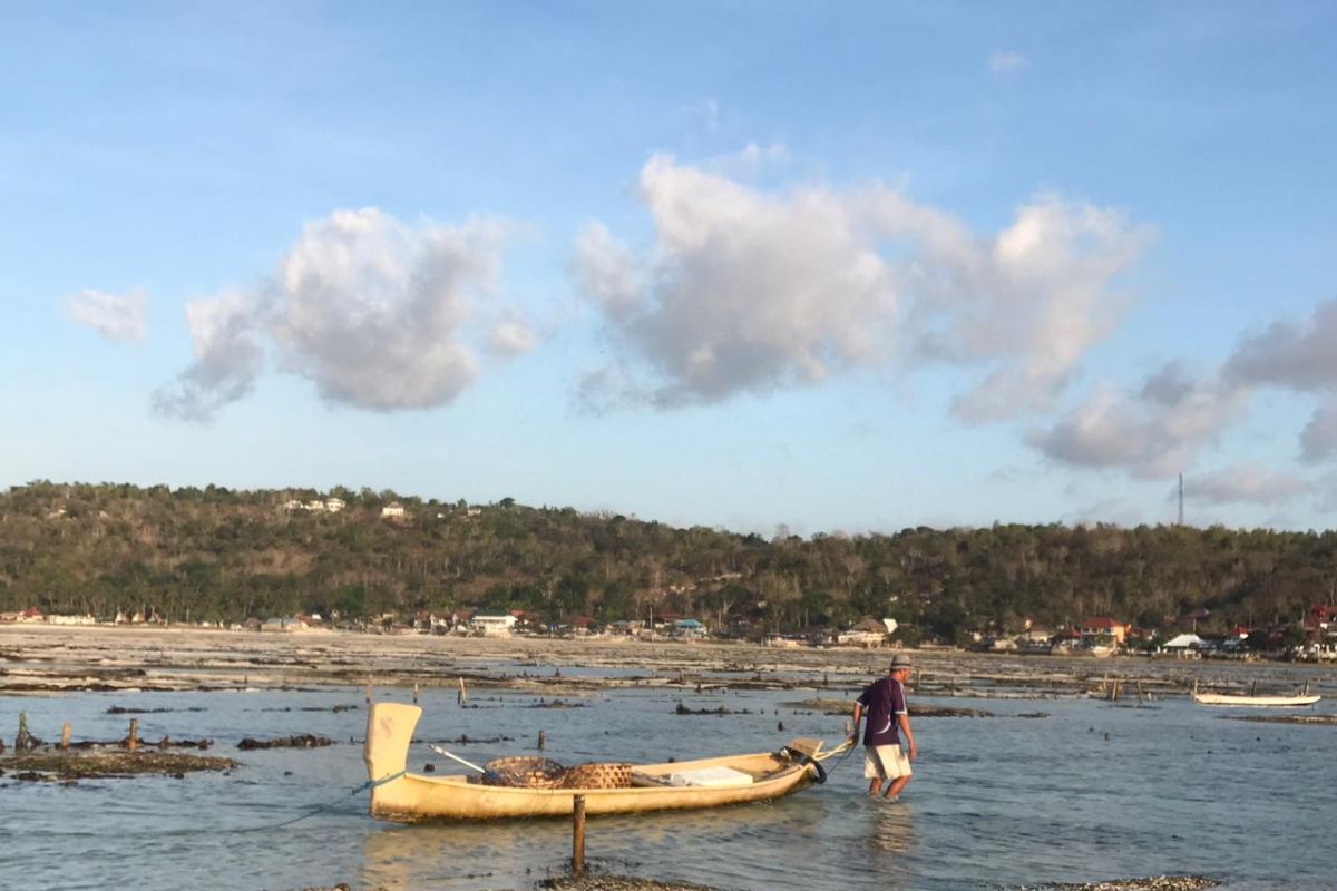 Petani di Nusa Lembongan-Bali tetap ekspor rumput laut meski pandemi COVID-19