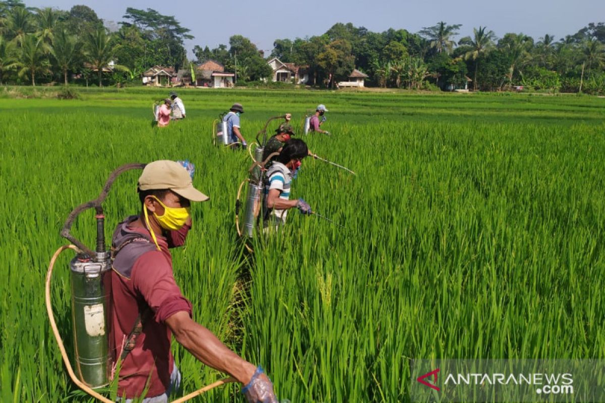 Distan Pandeglang gencar  kendalikan hama wereng batang coklat