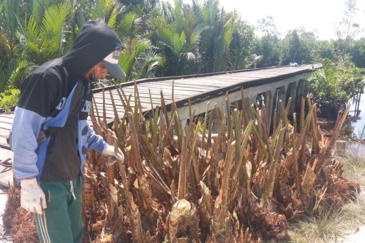 BRG gandeng masyarakat kembangkan perkebunan sagu