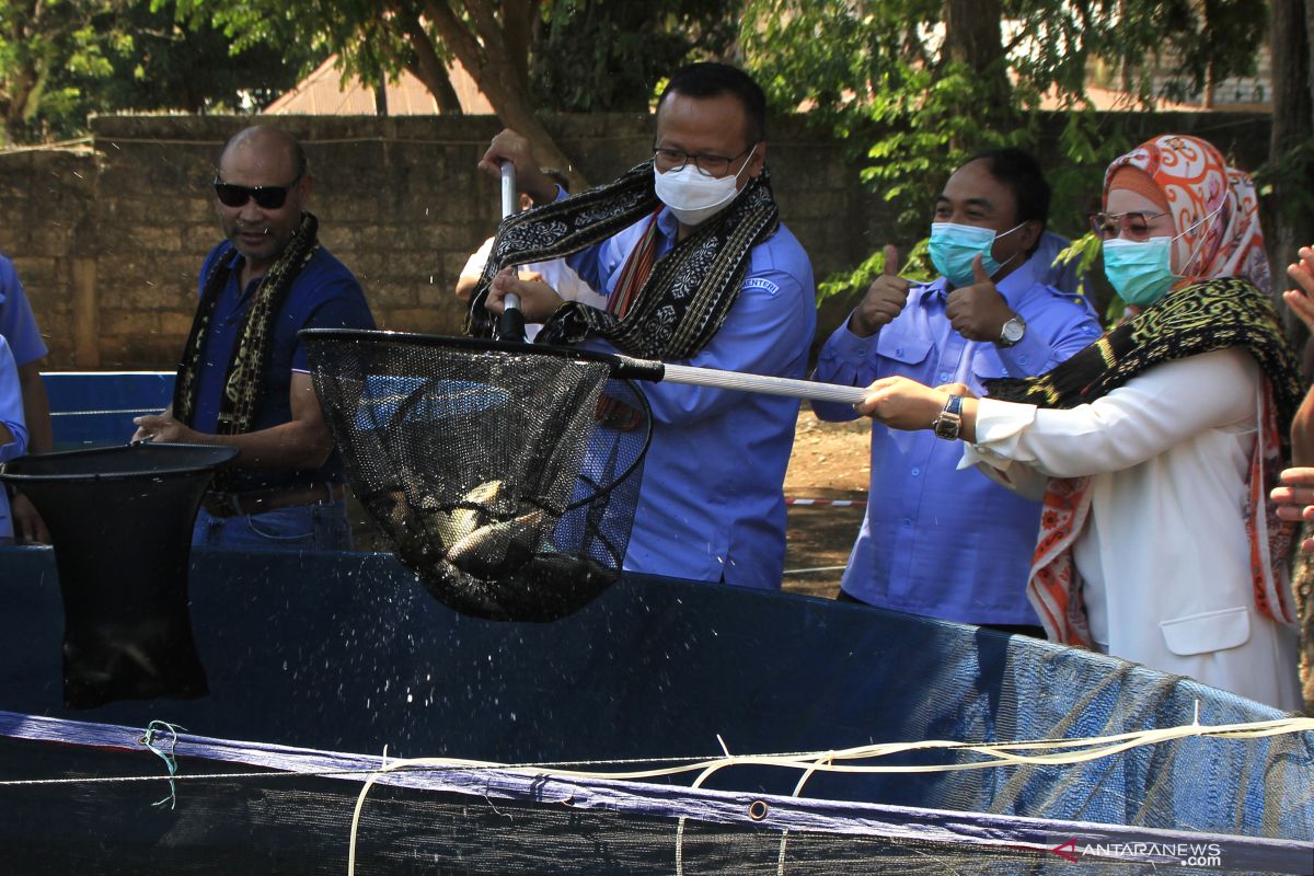 Menteri KKP panen 804 ekor ikan nila di Kupang
