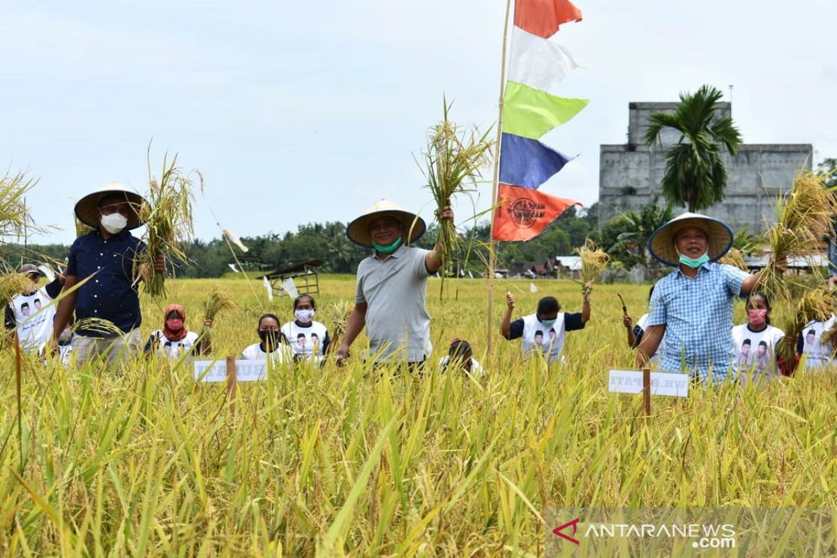 Panen raya padi 180 ton di Sosorgadong, Bupati serahkan bantuan ke gapoktan