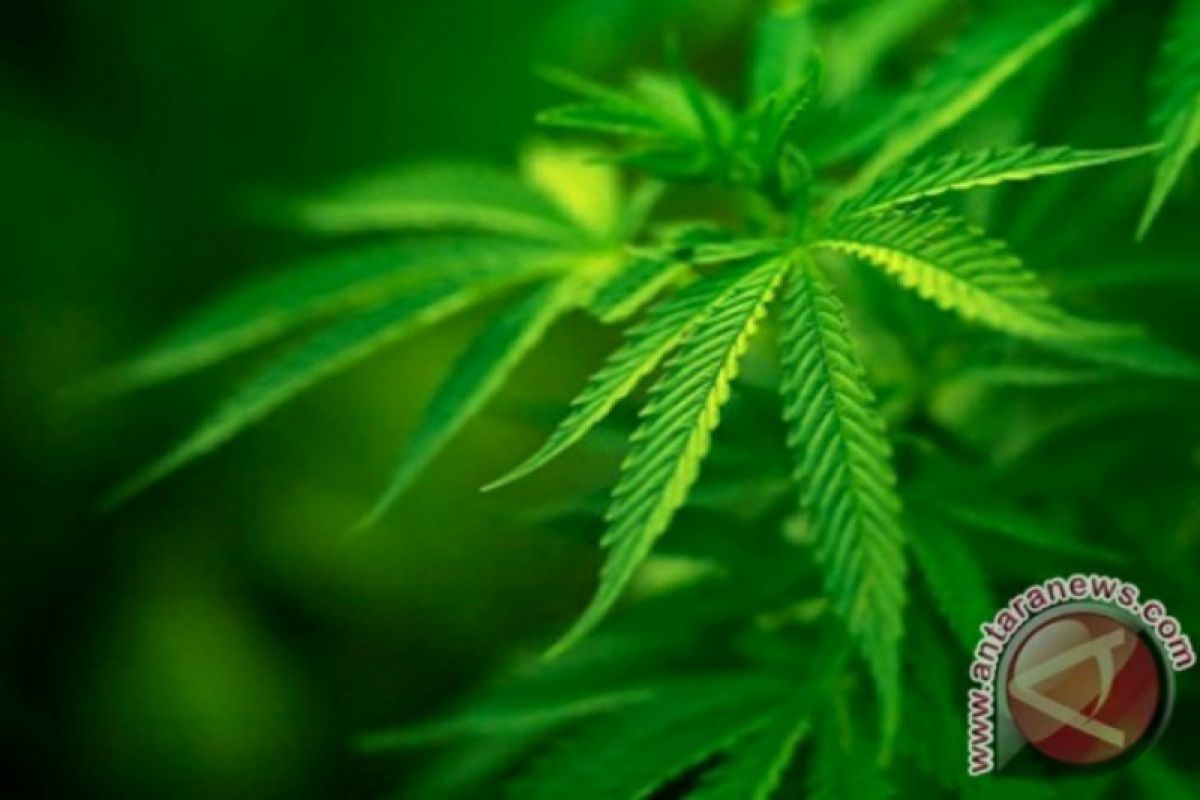 MAHUPIKI ingatkan  Kepmentan terkait ganja jangan sekedar dicabut untuk direvisi