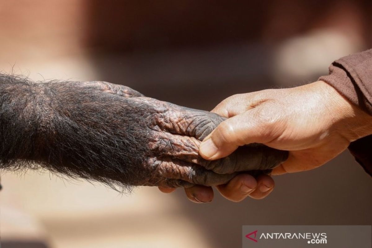 Mendiskusikan diskursus satwa yang tertular COVID-19