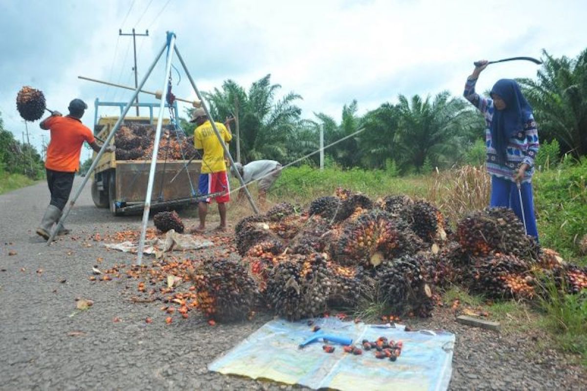 Produksi kelapa sawit Sumsel  turun 50 persen