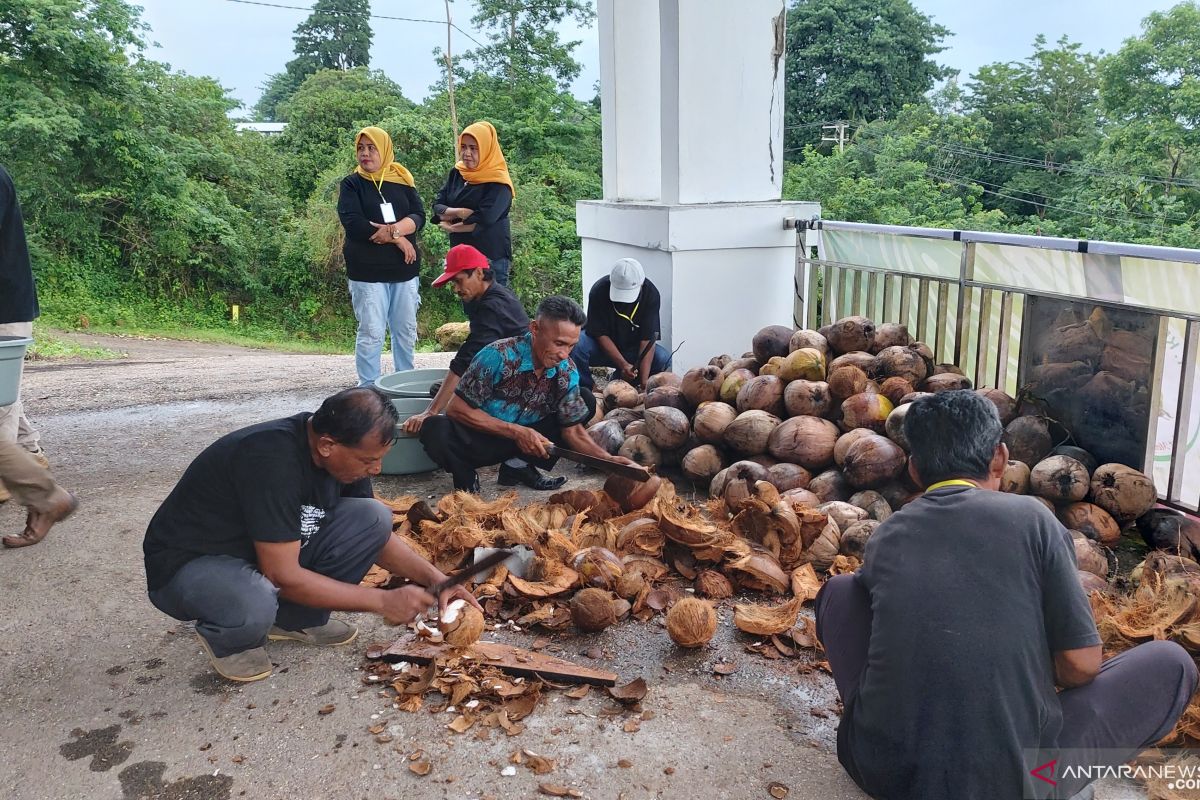 Pemprov Sumsel kembangkan  tanaman umbi porang