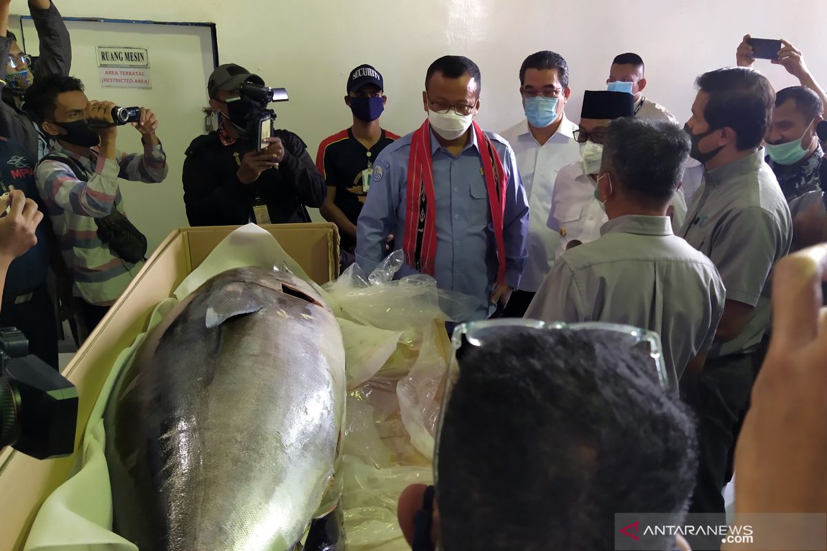 Edhy Prabowo Lepas Ekspor 2 22 Ton Tuna Maluku Ke Jepang Antara News