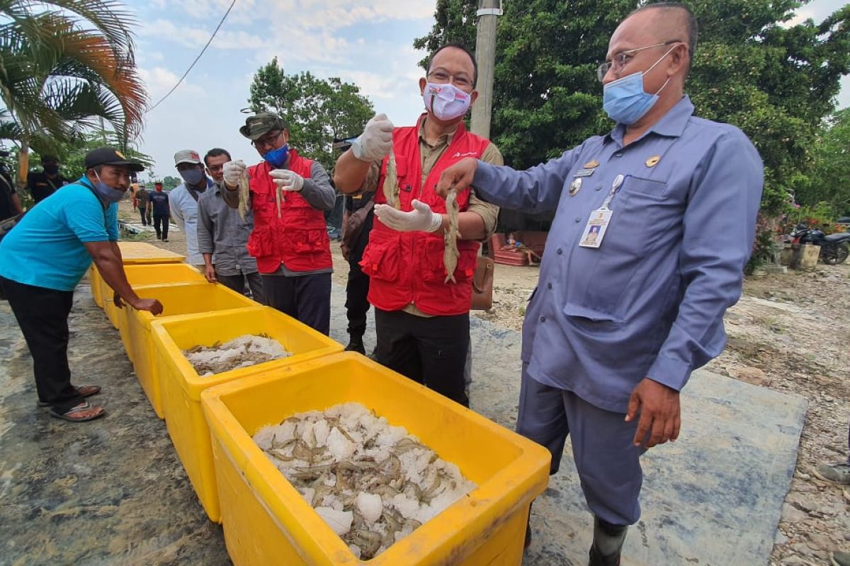 Pakan udang produksi Perum Perindo tebar perdana di tambak udang Bratasena